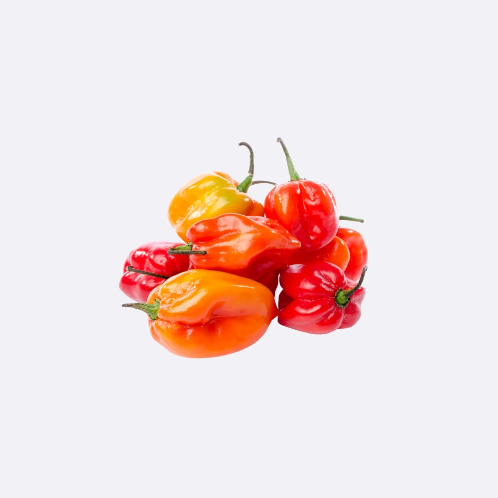 Chile Habanero X Libra