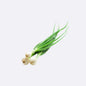 Spring Onions X 1 Bunch