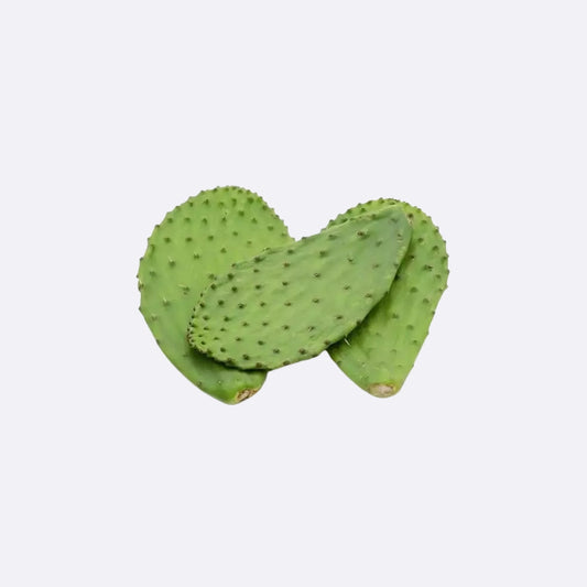 Nopal X Libra