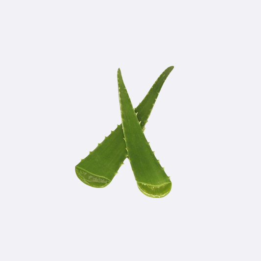 Sábila X 1 Unidad