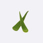 Aloe Vera X 1 Unit